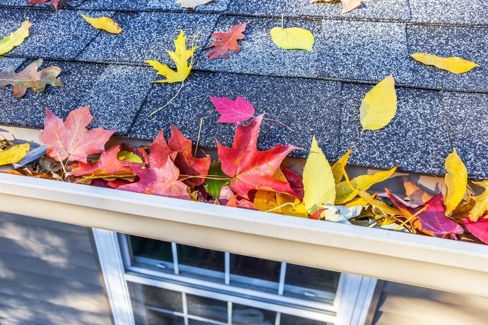 Colorful fall leaves in the gutter on a roof.