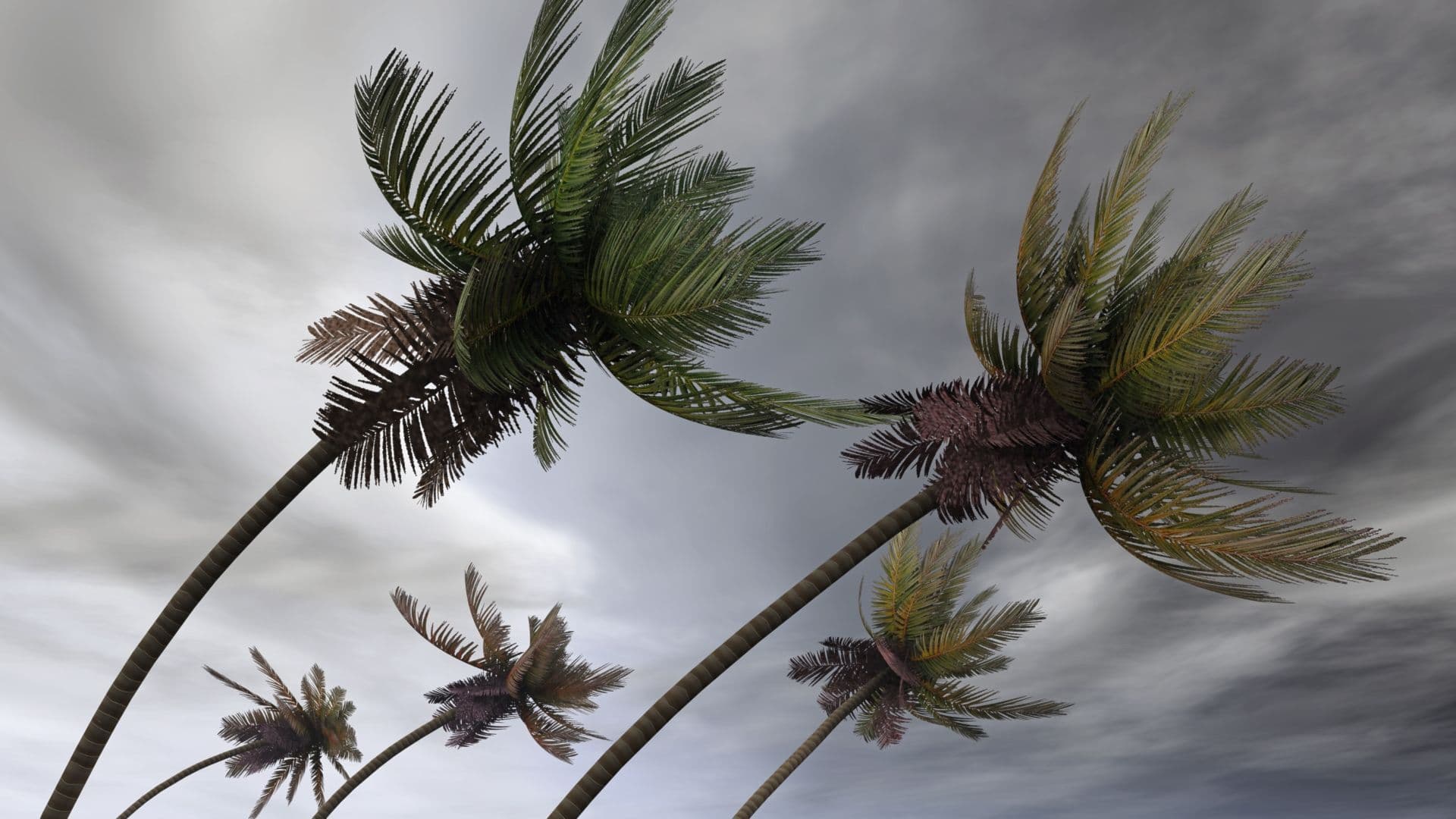 Palm trees blow in a storm.